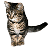 meow